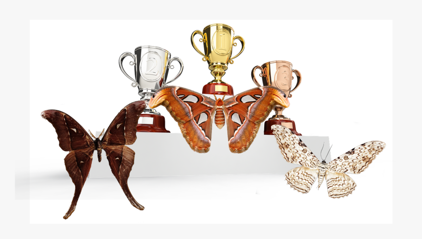 Moth Wings Png, Transparent Png
