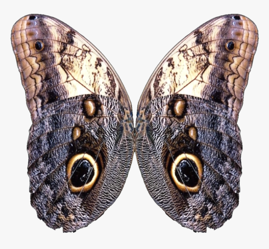 Wings, HD Png Download