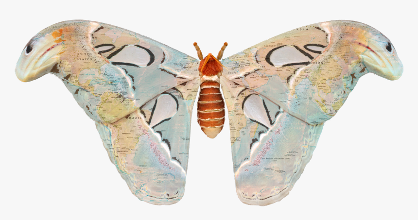 Moth Wings Png, Transparent Png