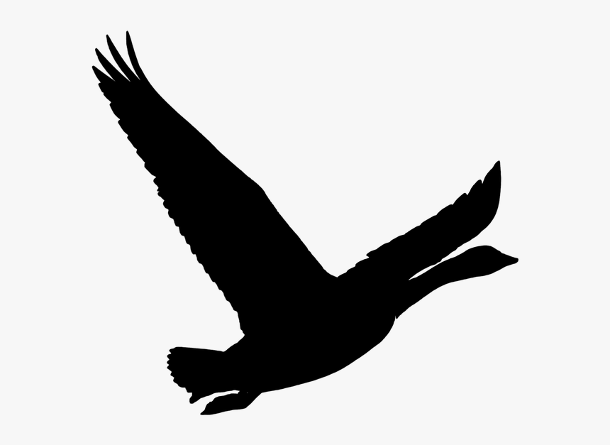 Bird, Goose, Wild Goose, Nature, Pet, Animal, Flying - นก บิน สวย ๆ, HD Png Download