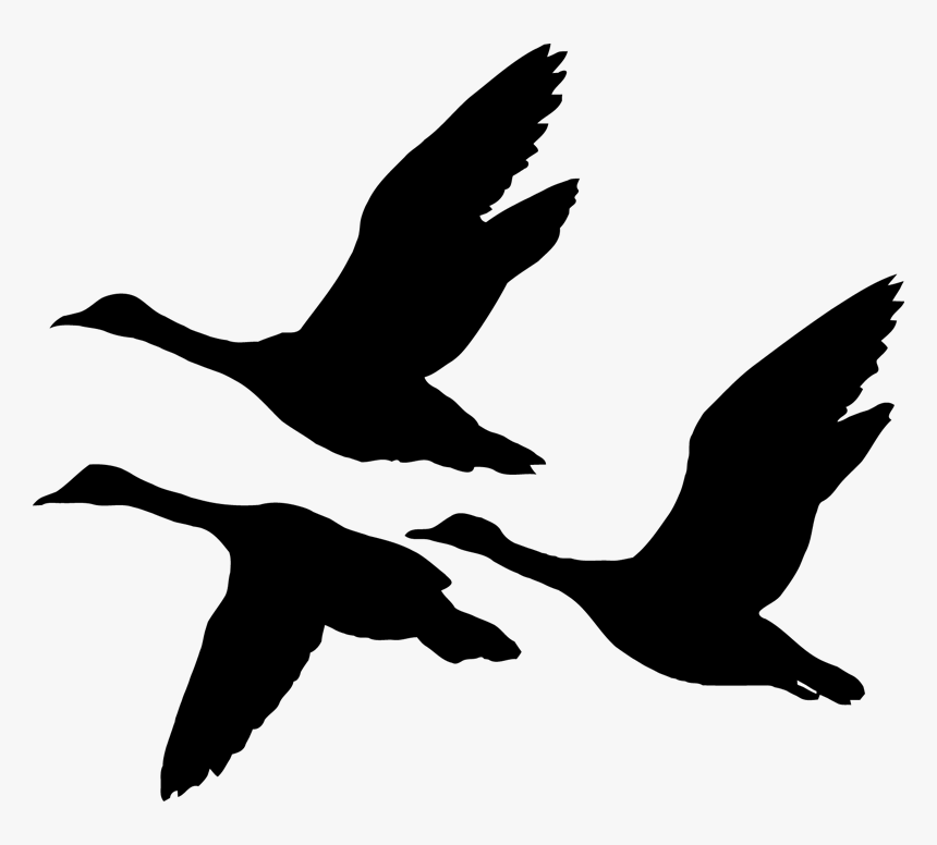 Duck Illustration Vector Graphics Silhouette Stock - Flying Geese Silhouette, HD Png Download