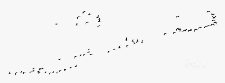Goose Transparent Flight Clipart Royalty Free Download - Wild Geese Flying Goose Stock, HD Png Download