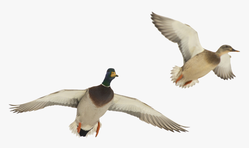 Ducks In Flight Png, Transparent Png