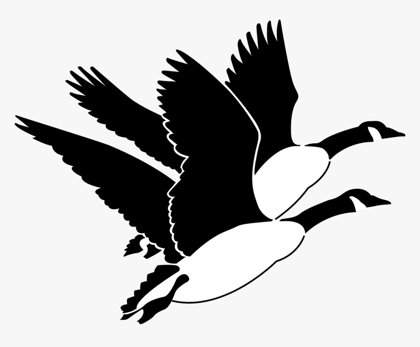 Transparent Bird Flying Png - Canadian Geese Clipart, Png Download