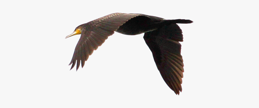 Swan Goose Duck Bird Flight - Seabird, HD Png Download