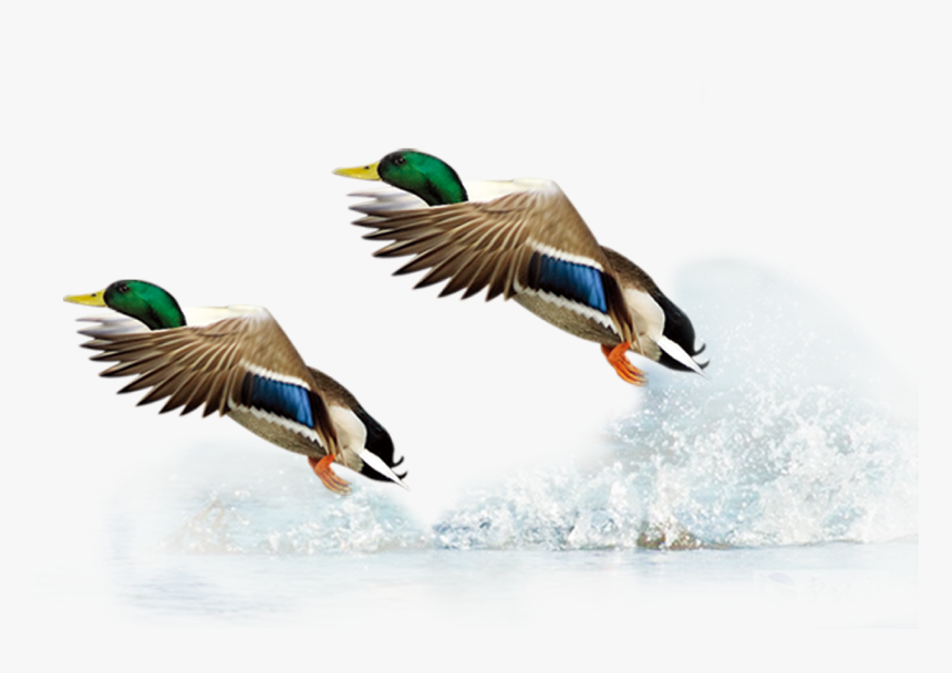 Mallard Duck Flight Bird - Bird In Flight Transparent Background, HD Png Download