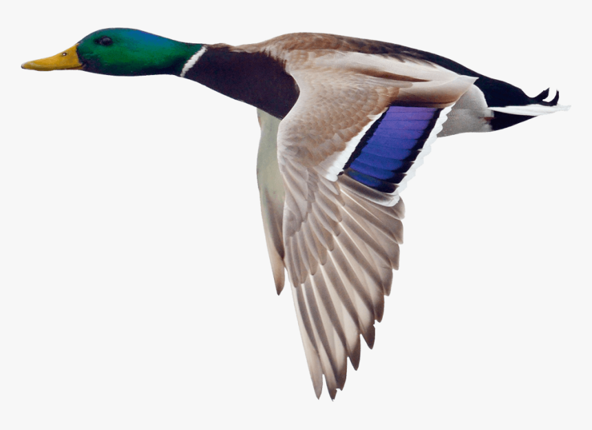 Download Mallard Png Hd - Flying Duck With Transparent Background, Png Download