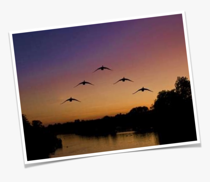 Transparent Geese Flying Png - Flock, Png Download