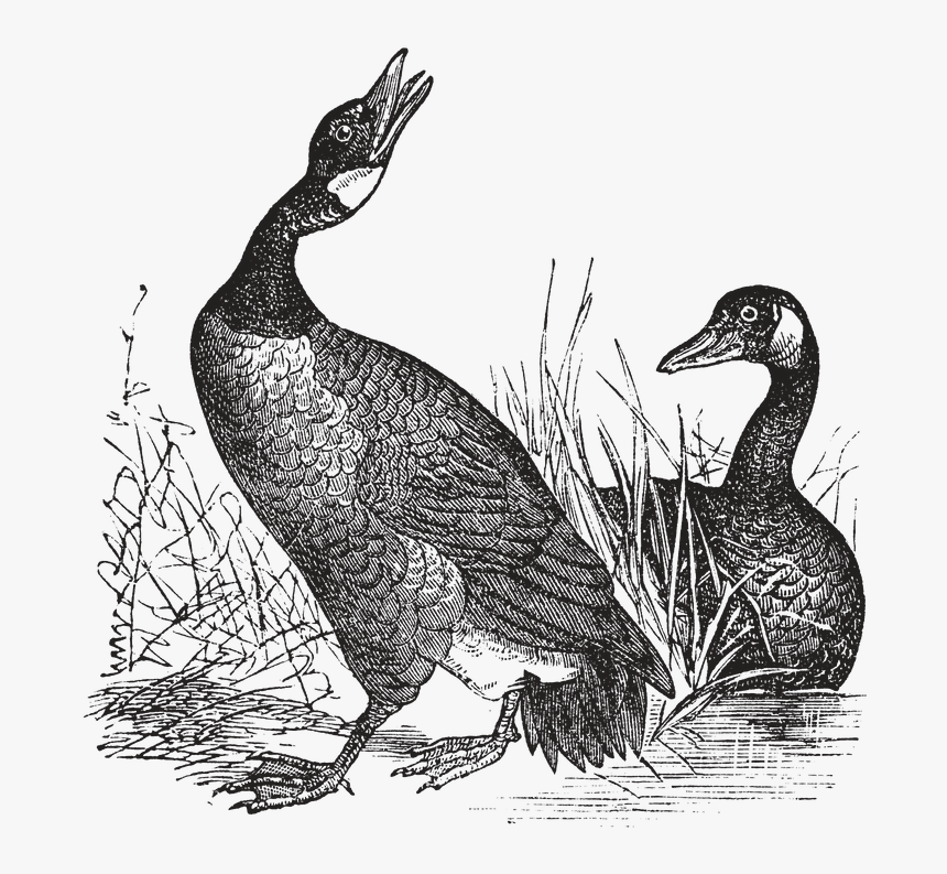 Transparent Flying Goose Clipart - Vintage Illustration Geese, HD Png Download