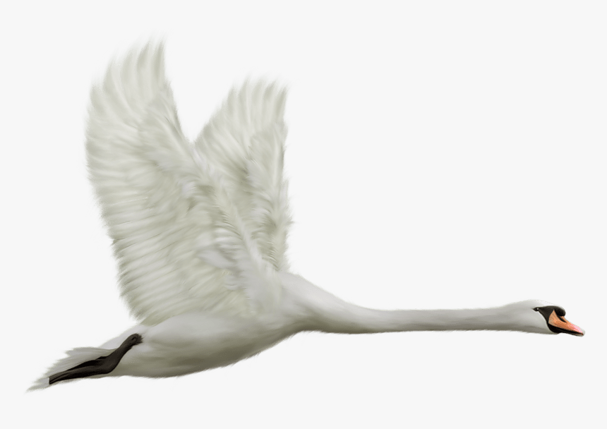 Flying Swan - Flying Swan Png, Transparent Png