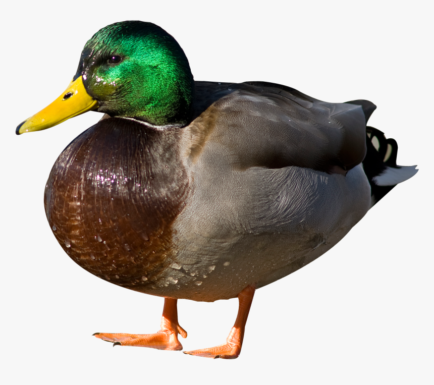 Duck Png Image - Duck Png Transparent, Png Download