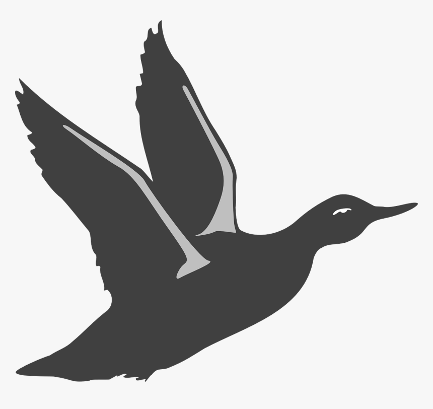 Duck, Bird, Flying, Wings, Animal, Beak, Feathers - Bird Take Off Silhouette, HD Png Download
