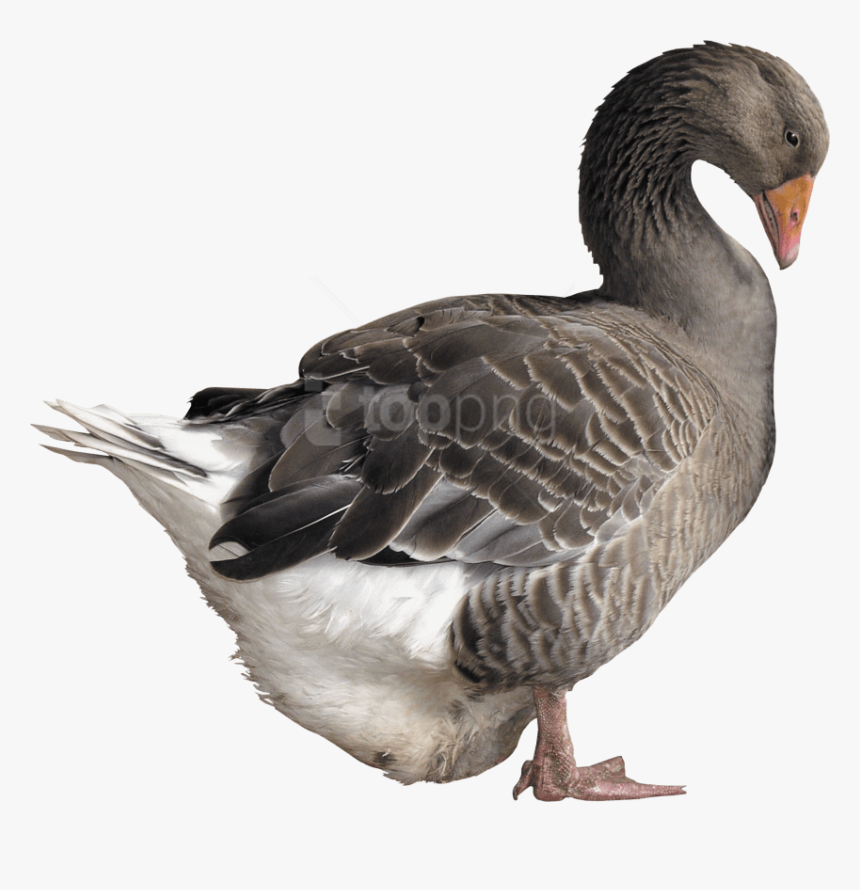 Bird,goose,ducks, Geese And Swans,waterfowl,american - Goose Png, Transparent Png
