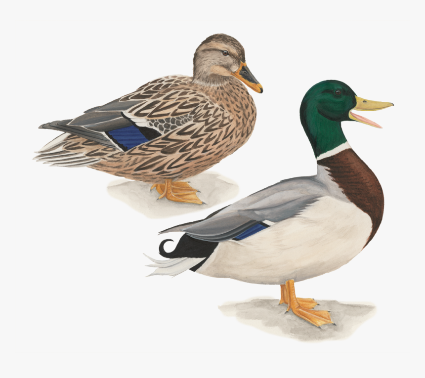 Mallard Duck Flying Drawing Download - Pato Cabeza Verde, HD Png Download