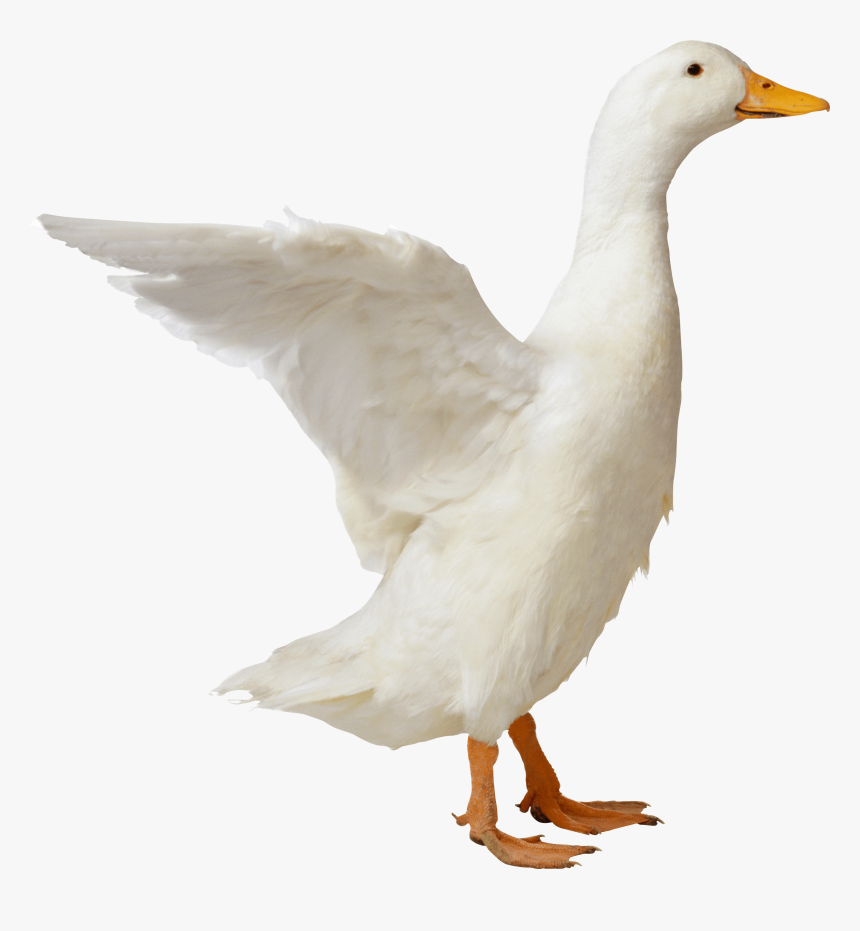 Goose Sideview - Duck Png, Transparent Png