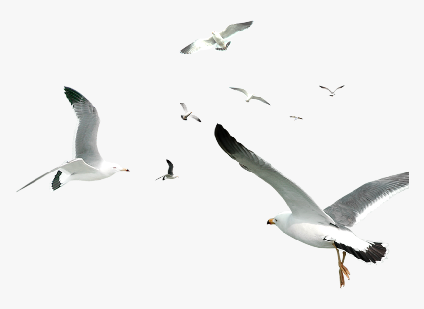 Transparent Flying Owl Clipart Black And White - White Birds Flying Png, Png Download