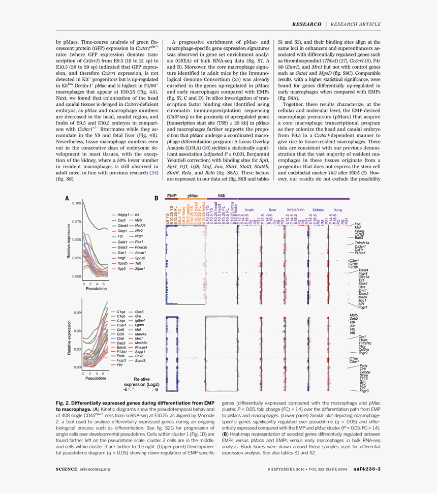 Untitled, Tailpiece, Pg. 99, In The Book Dingo By Octave, HD Png Download