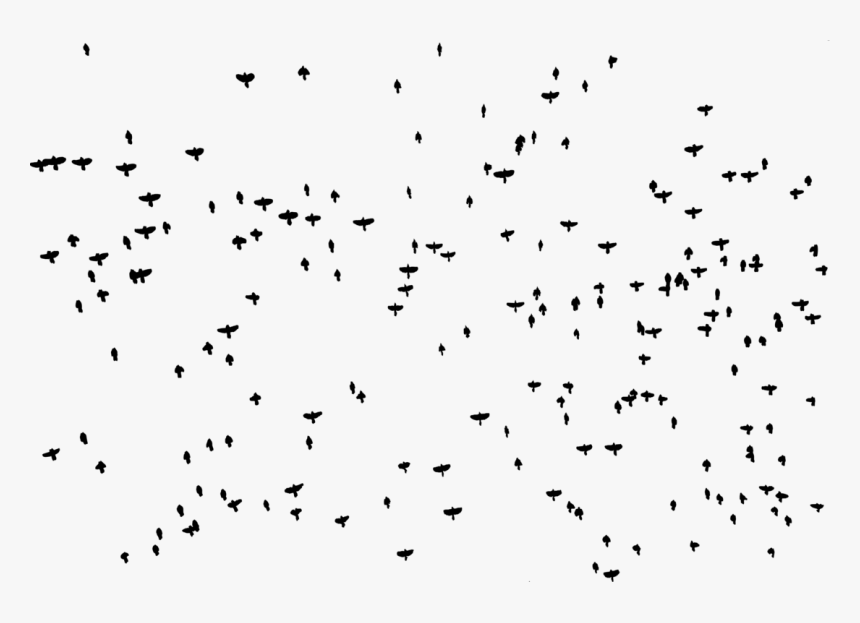 Symmetry,area,monochrome Photography - Flock, HD Png Download