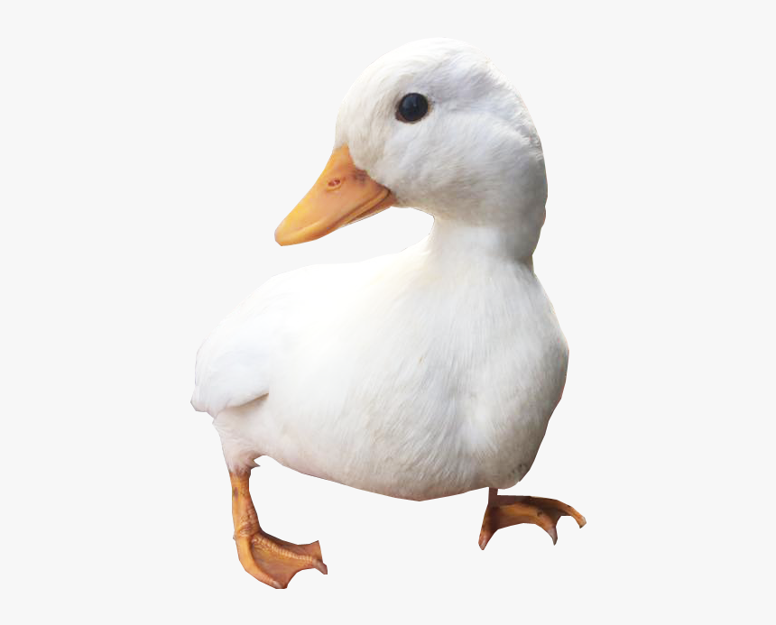 Waddling Duck - Mallard, HD Png Download