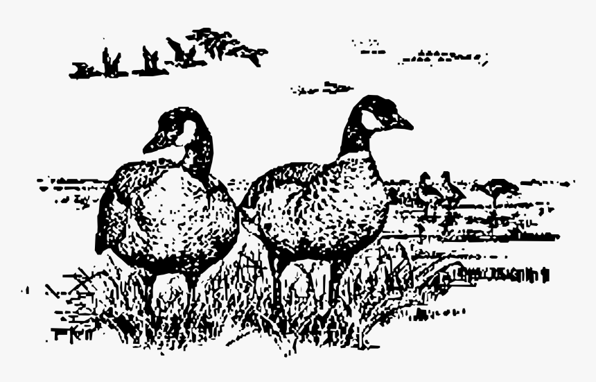Aleutian Geese Standing Clip Arts - Drawing Of Canadian Geese, HD Png Download