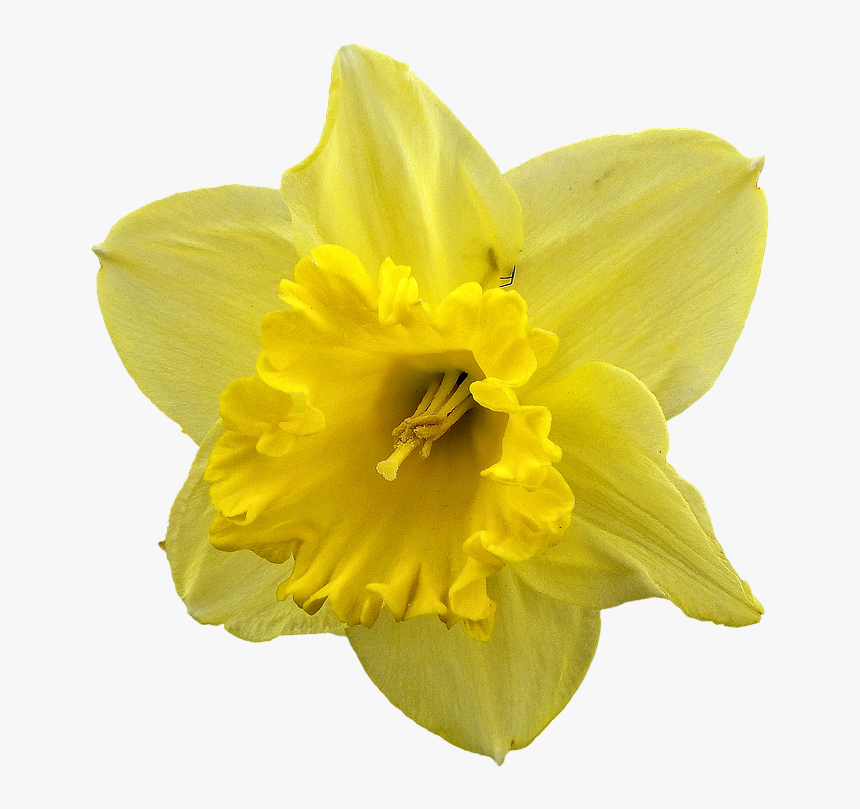 Daffodil Png, Transparent Png