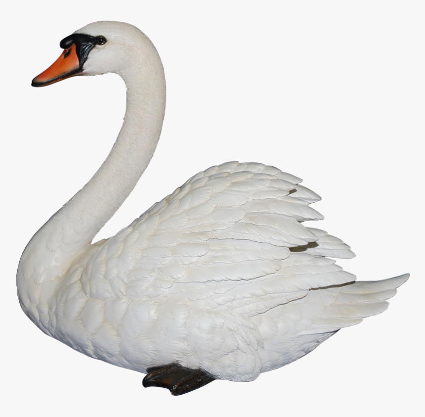 Swan Png, Transparent Png