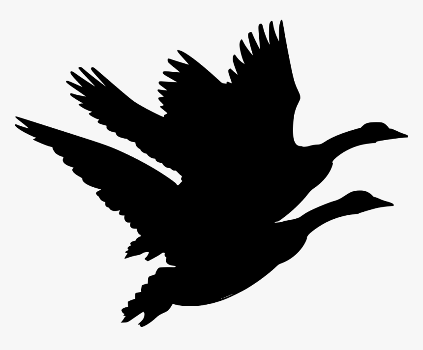 Canadian Goose Clipart, HD Png Download