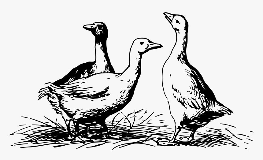 Geese 4 Clip Arts - Geese Black And White, HD Png Download