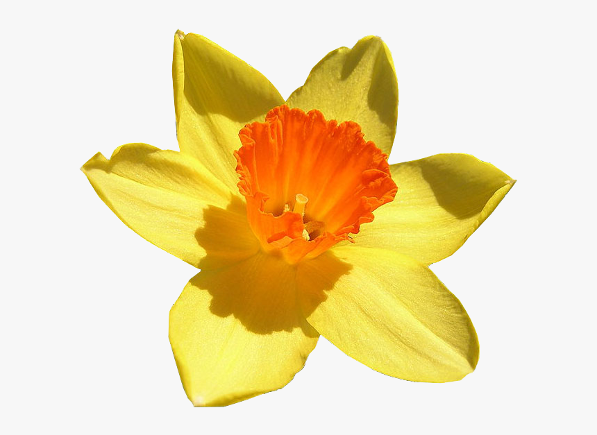 Flowering - Daffodil Up Close, HD Png Download