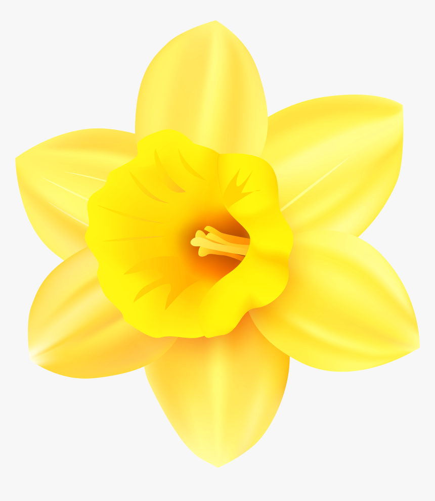Narcissus Yellow Petal - Clip Art Daffodil, HD Png Download