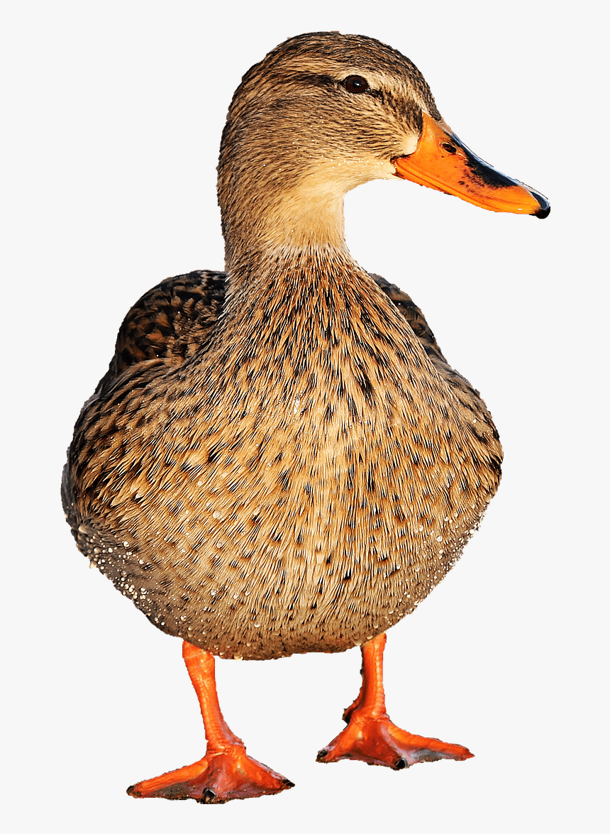 Duck Female - Transparent Duck Png, Png Download