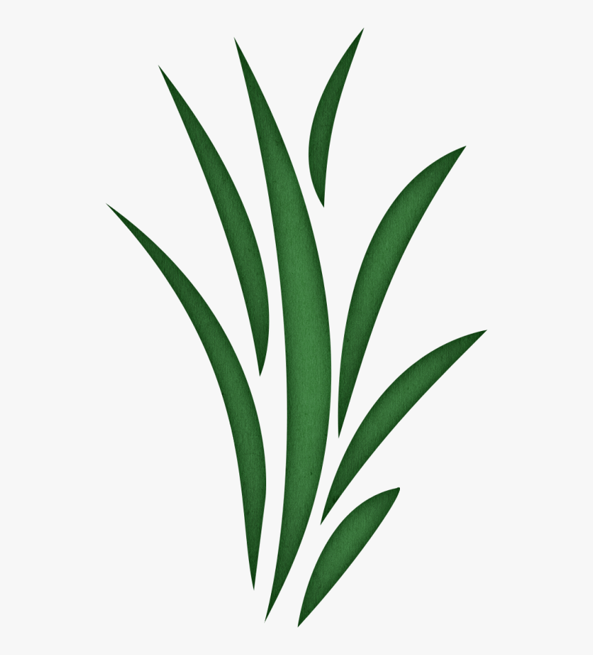 Clip Art Seagrass Clipart - Seaweed With No Background, HD Png Download