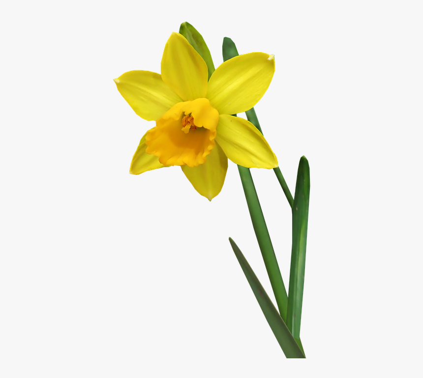 Daffodil, Flower, Stem, Bulb, Garden, Nature, Cut Out Daffodil Flower Stem, HD Png Download