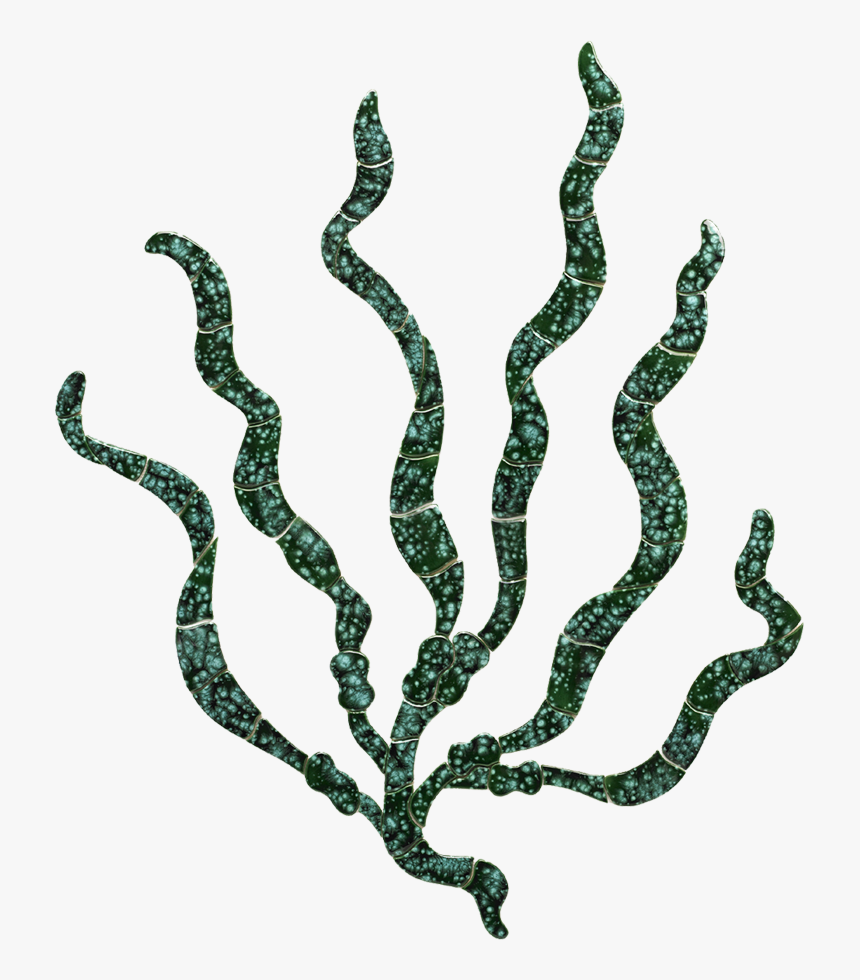 Transparent Sea Grass Png - Sea Grass Gif, Png Download