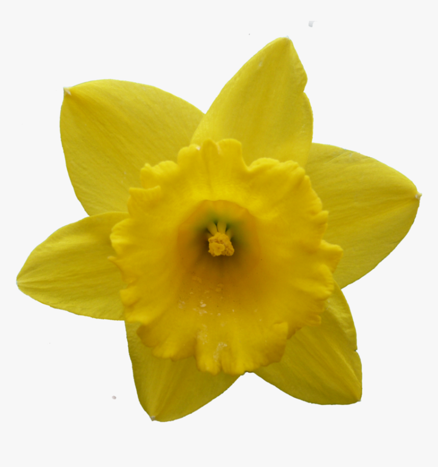 Daffodil Narcissus Flower - Narcissus Flower Transparent Png, Png Download