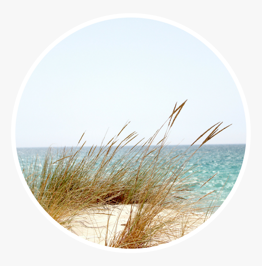 Transparent Beach Grass Png - Sommar, Png Download