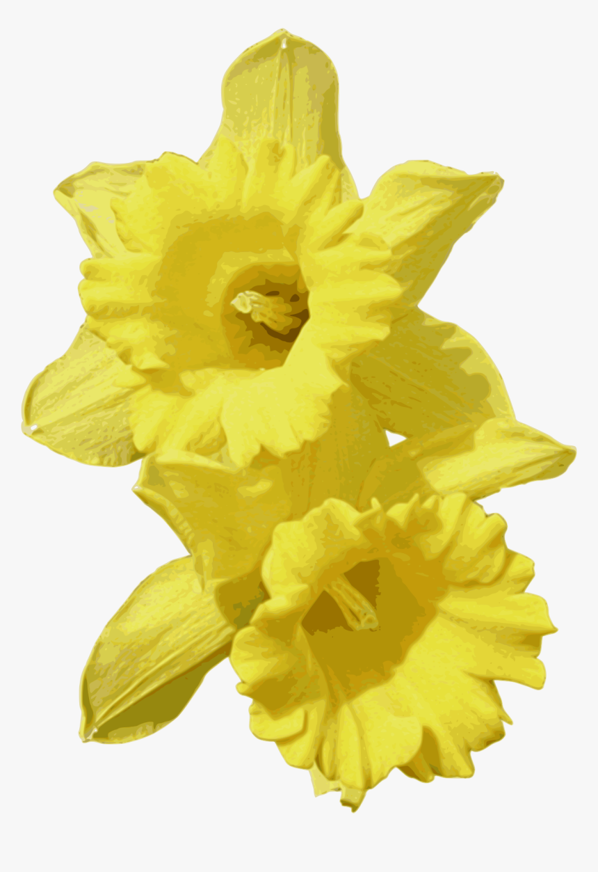 Transparent Daffodil Png - Daffodils Png, Png Download