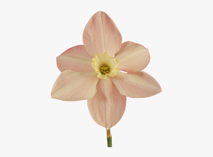 U-3532221309 - Narcissus, HD Png Download