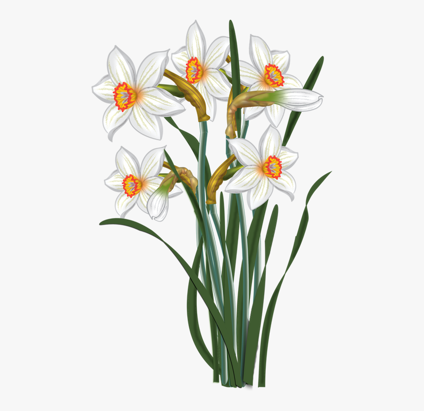 Flowers Vector Narcissus Malowanki - Clip Art Of The Flower Narcissus, HD Png Download
