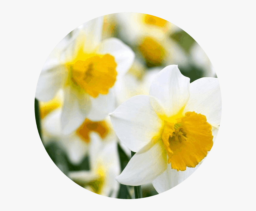 December - Narcissus - Daffodil - Daffodil, HD Png Download