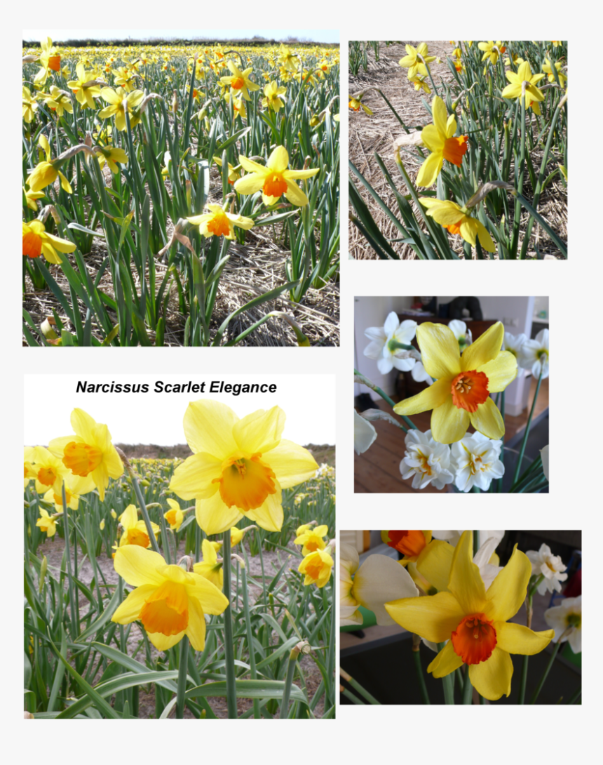 Transparent Daffodil Png, Png Download