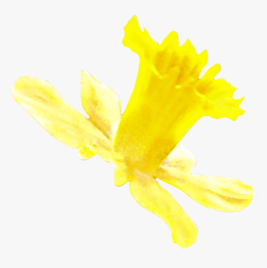 Transparent Daffodil Png - Narcissus, Png Download