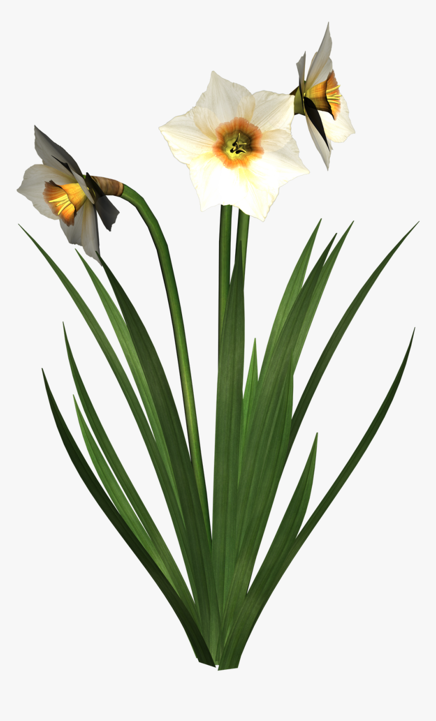 Free High Resolution Graphics And Clip Art - Нарцисс Png Клипарт, Transparent Png