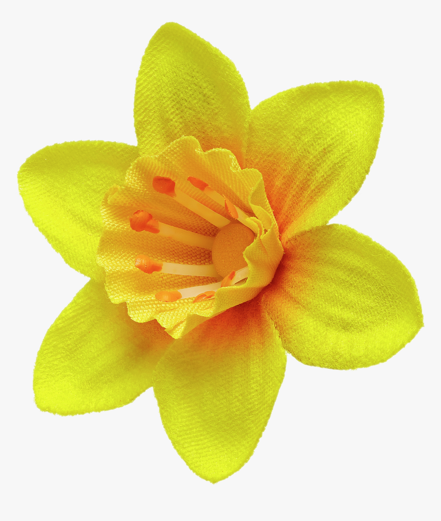 Daffodil Pin - Marie Curie Daffodil Png, Transparent Png