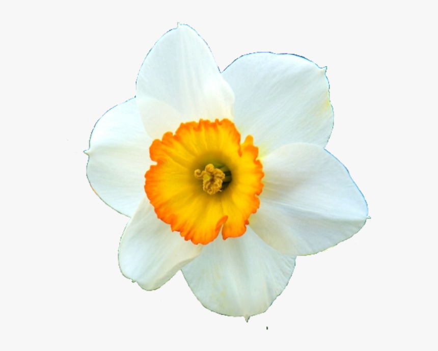 #narcissus #flower #dali #spring #beauty #art #freetoedit - Narcissus