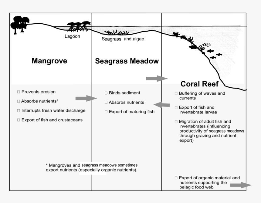 Seagrass Coral Reef Mangroves Chart, HD Png Download