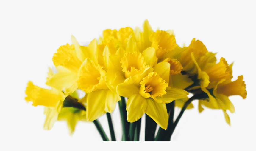 Transparent Narcissus Png - Narcissus, Png Download