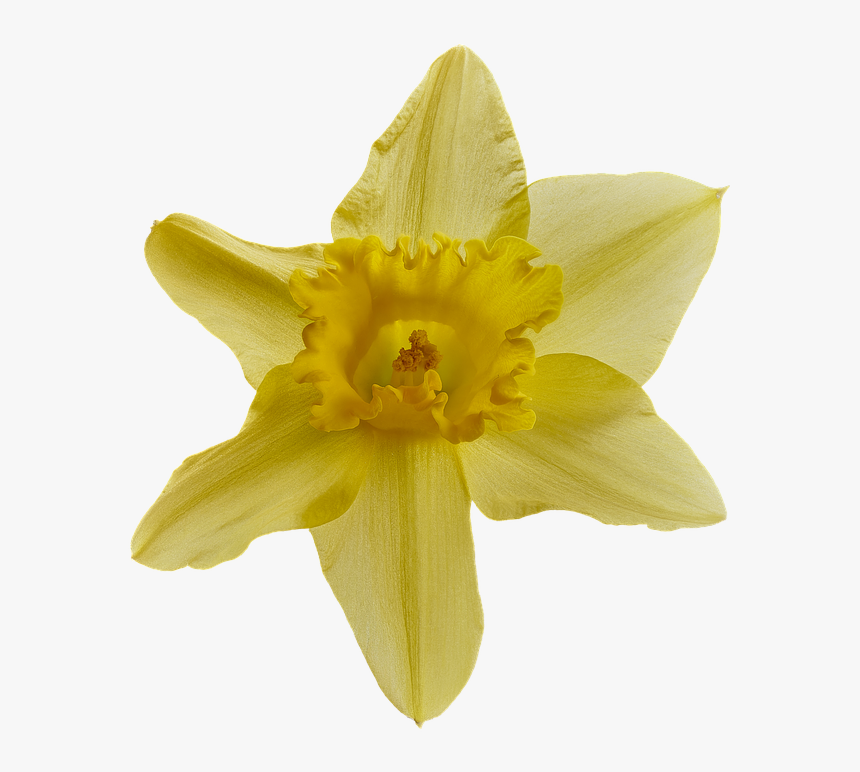 Narcissus, Blossom, Bloom, Close Up, Flower, Nature - Narcissus, HD Png Download