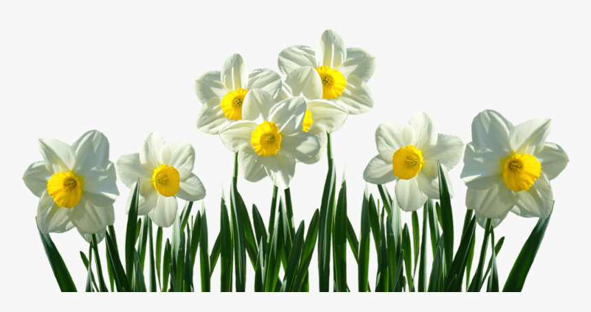 Daffodils Transparent, HD Png Download