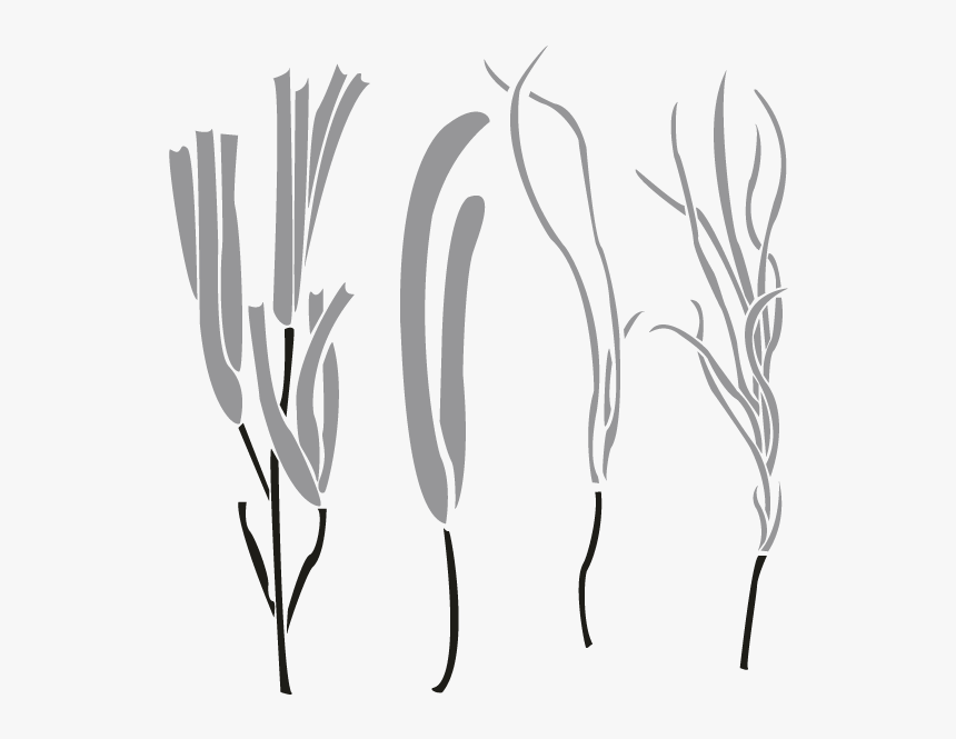 Sketch, HD Png Download